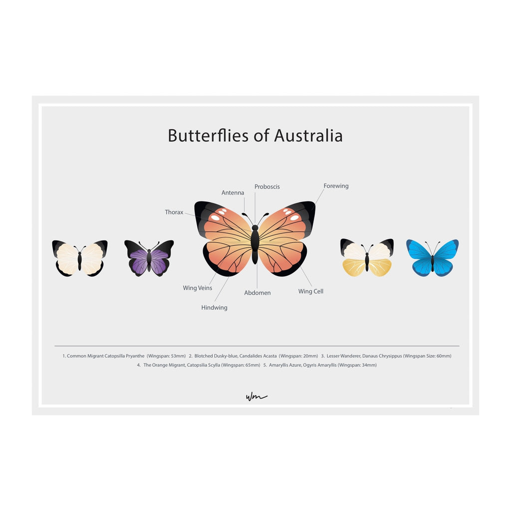 Butterflies of Australia paper art print - minimalist - Wondermade