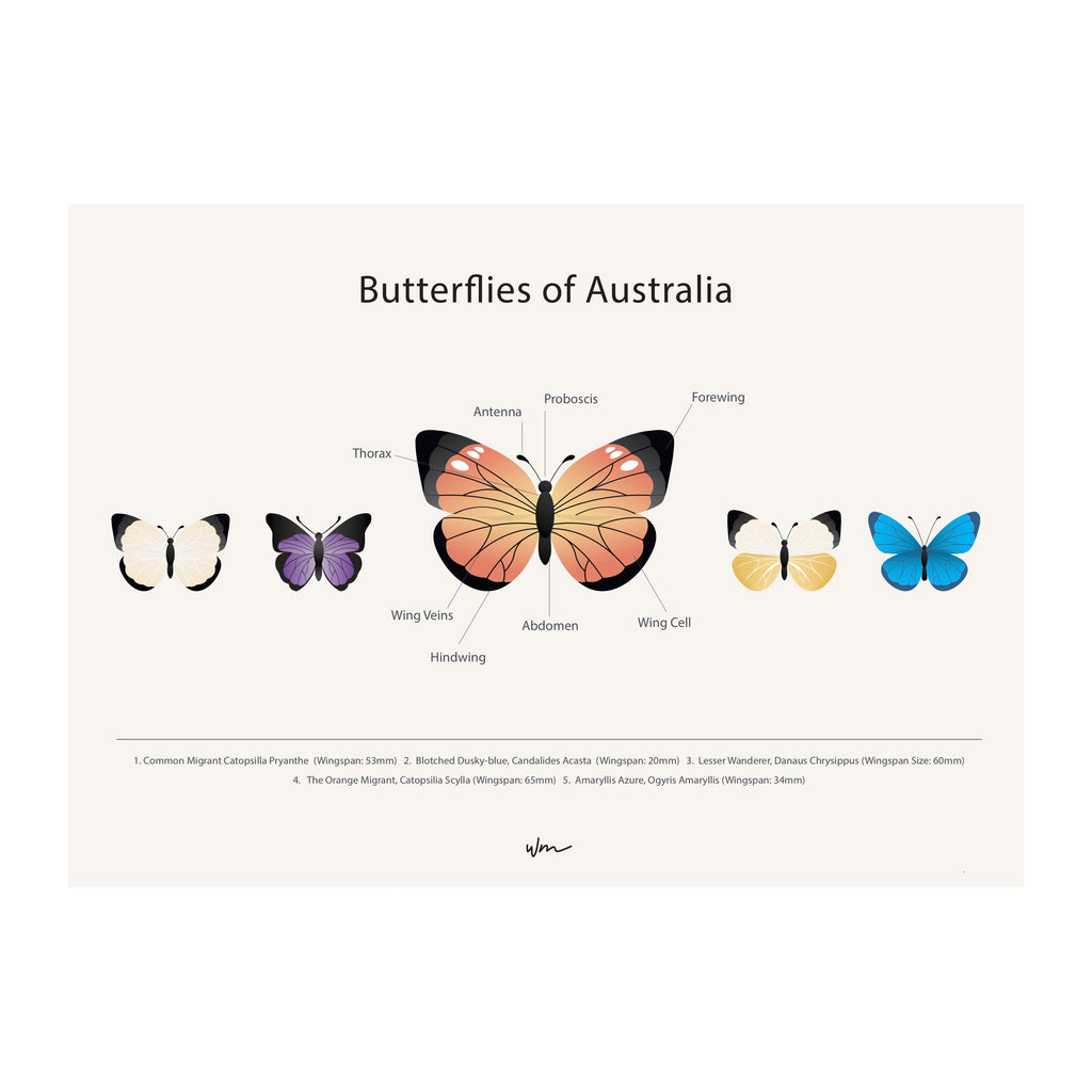 Butterflies of Australia Canvas Hanging - Wondermade