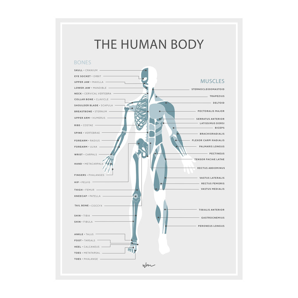 Human skeleton & muscles poster decal - minimalist - Several colours - Wondermade