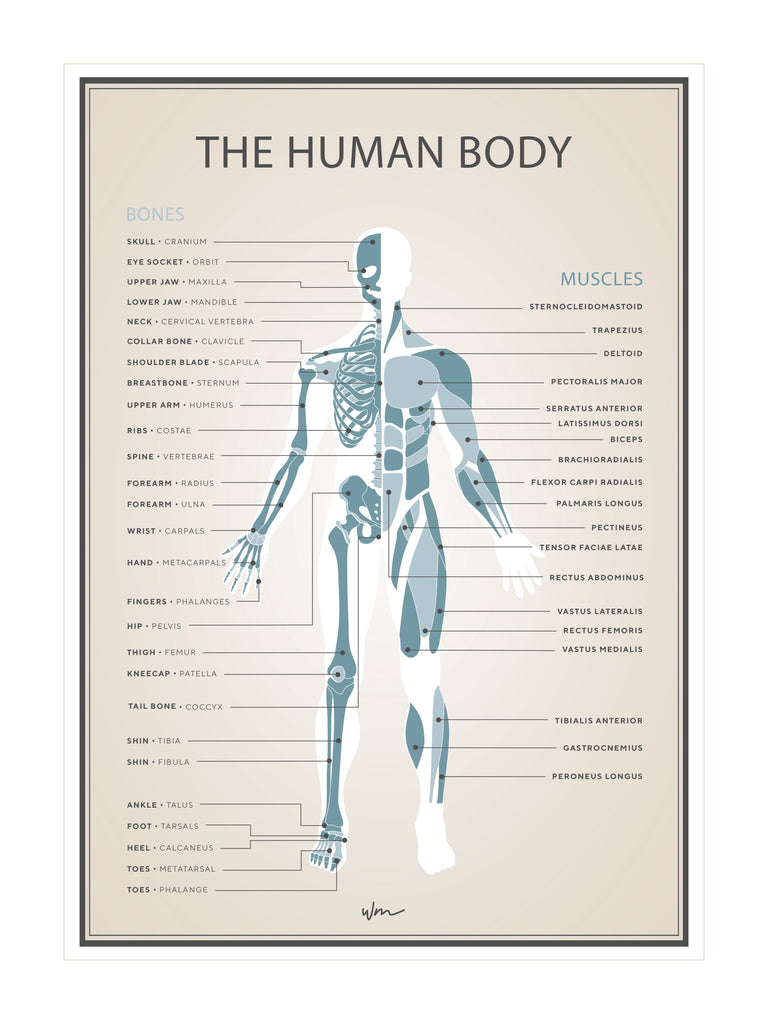 Human skeleton & muscles poster decal - minimalist - Several colours - Wondermade