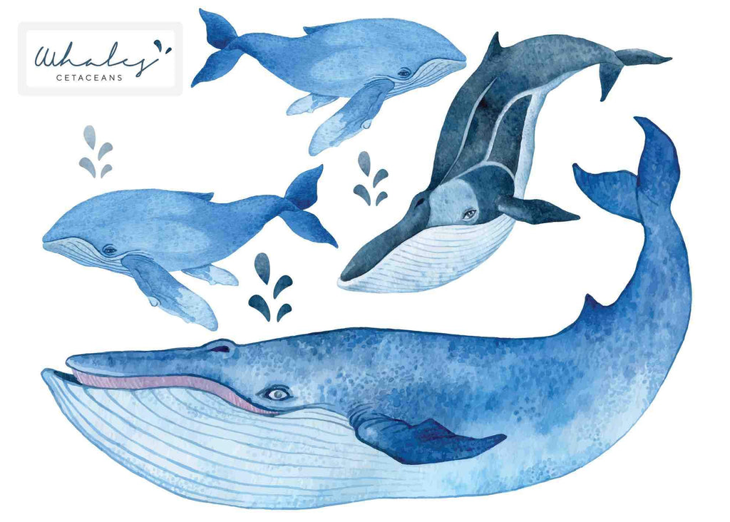 Whale Set Watercolour effect - Individual cut out whales. - Wondermade